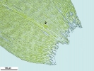Rhynchostegium confertum