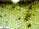 Rhynchostegium riparioides