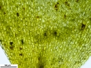 Rhynchostegium riparioides