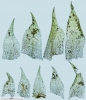 Rhynchostegium riparioides