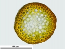Rhynchostegium riparioides