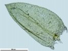 Rhynchostegium riparioides