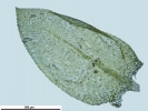 Rhynchostegium riparioides