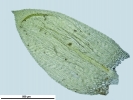 Rhynchostegium riparioides