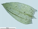 Rhynchostegium riparioides