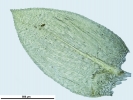 Rhynchostegium riparioides