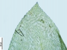 Rhynchostegium riparioides