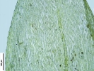 Rhynchostegium riparioides
