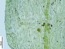 Rhynchostegium riparioides