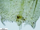 Rhynchostegium riparioides