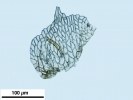 Rhynchostegium riparioides