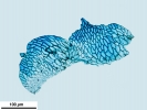 Rhynchostegium riparioides