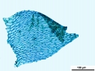 Rhynchostegium riparioides