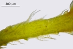 Lescuraea mutabilis
