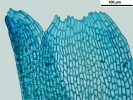 Cephaloziella hampeana