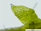 Cephaloziella hampeana