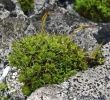 Syntrichia montana var. montana