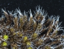 Syntrichia montana var. montana