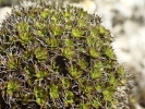 Syntrichia montana var. montana