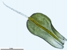 Syntrichia montana var. montana