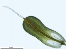 Syntrichia montana var. montana