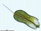 Syntrichia montana var. montana