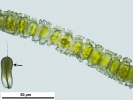 Syntrichia montana var. montana