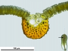 Syntrichia montana var. montana
