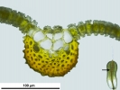 Syntrichia montana var. montana