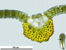 Syntrichia montana var. montana