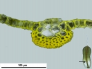 Syntrichia montana var. montana
