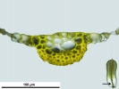 Syntrichia montana var. montana