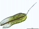 Syntrichia montana var. montana