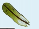 Syntrichia montana var. montana