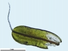 Syntrichia montana var. montana