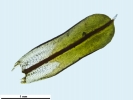 Syntrichia montana var. montana