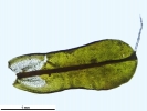 Syntrichia montana var. montana