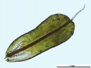 Syntrichia montana var. montana