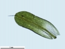 Syntrichia montana var. montana