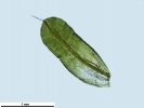 Syntrichia montana var. montana