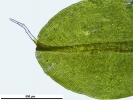 Syntrichia montana var. montana