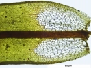 Syntrichia montana var. montana