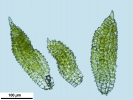Syntrichia laevipila
