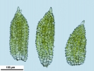 Syntrichia laevipila