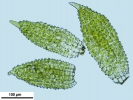 Syntrichia laevipila