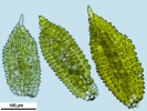 Syntrichia laevipila