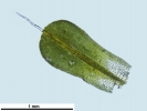 Syntrichia laevipila