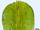 Syntrichia laevipila