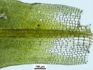 Syntrichia laevipila