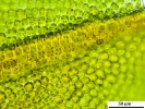 Syntrichia laevipila